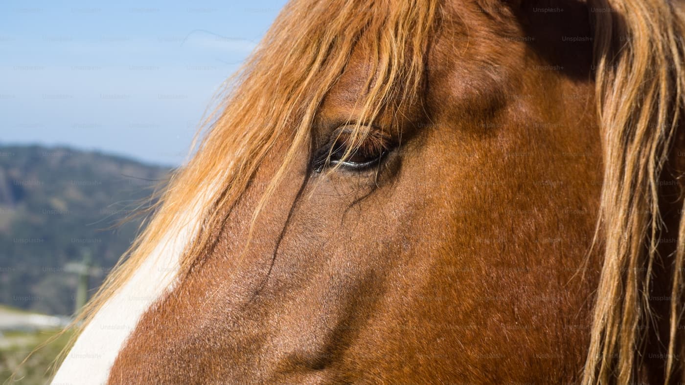 Scenic view of Kentucky horse country in Kentucky